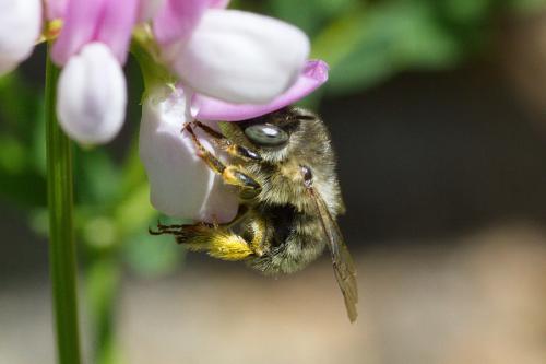 Anthophora quadrimaculata